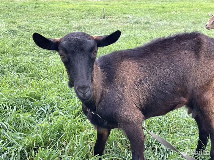 Козы, нубийские, чешские, зааненские