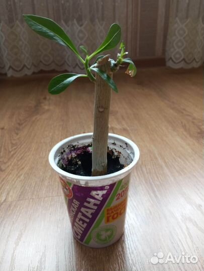 Адениум