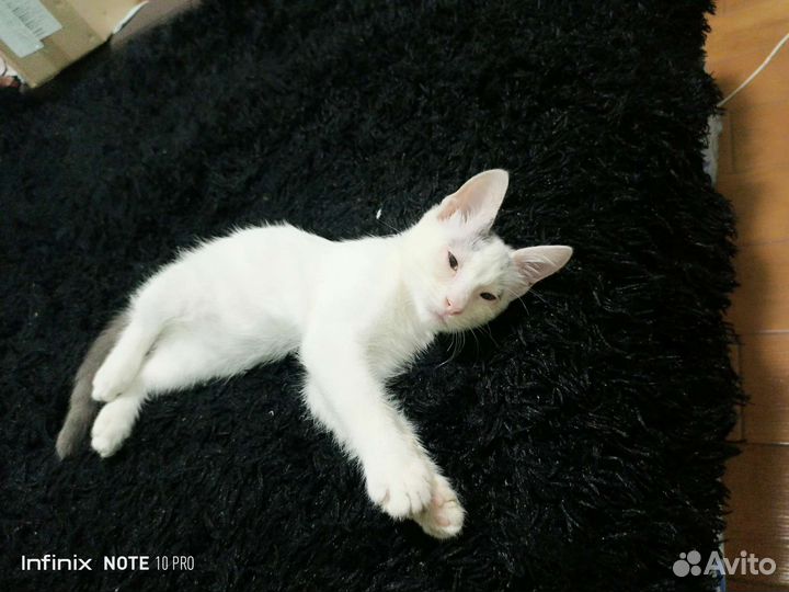Котенок в добрые руки