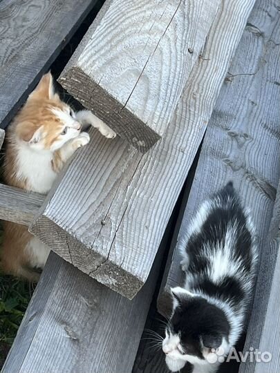 Котята в добрые руки даром