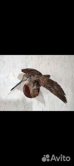 Чучело вальдшнеп