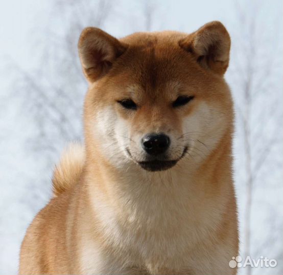 Взрослая сиба девочка