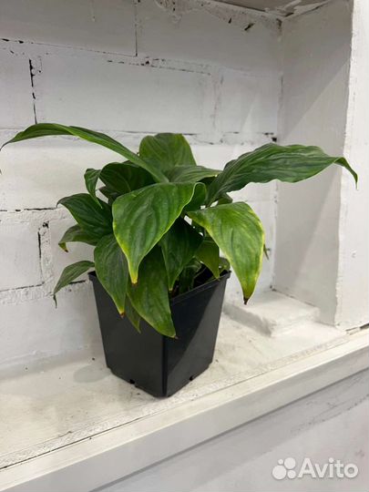 Спатифиллум женское счастье