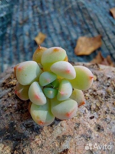 Суккуленты