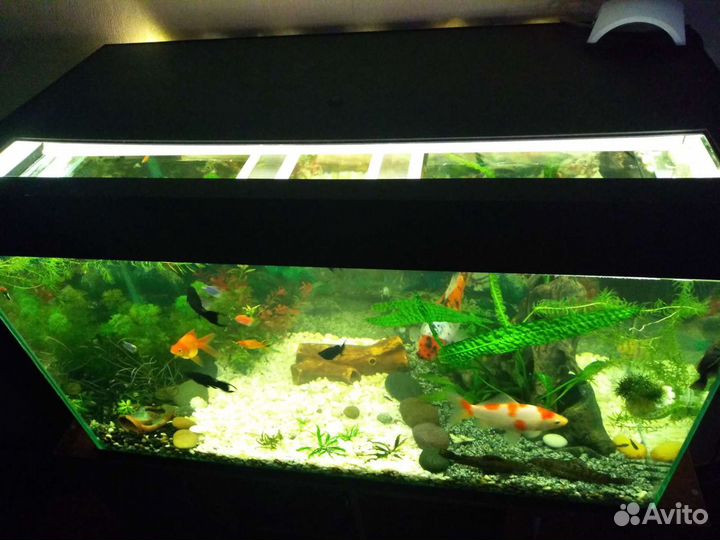 Аквариум 300л