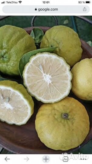 Домашние лимоны самых лучших сортов в Волгограде