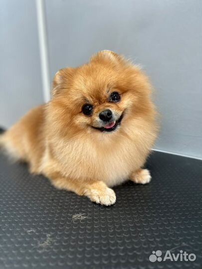 Случка собак шпиц