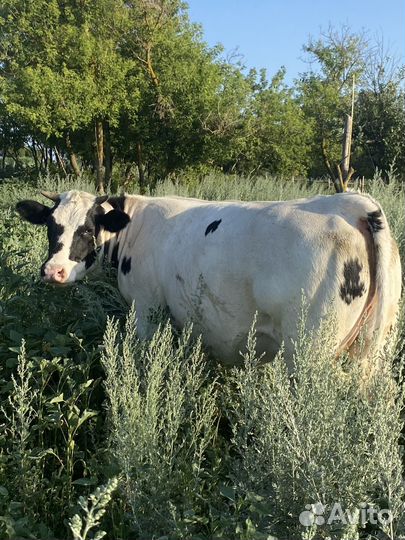 Бык на племя кросс бельгийской голубой