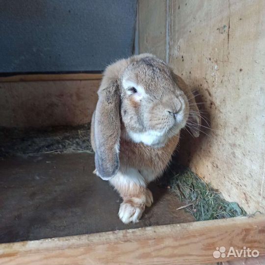Кролики порода фландр