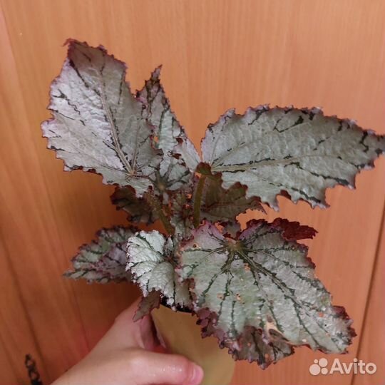 Бегония серебряная,Жемчужина Парижа