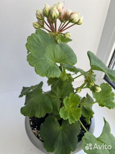 Пеларгония герань