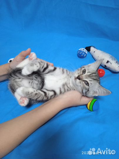 Отдам даром бесплатно