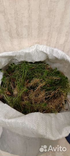 Мох сфагнум чистый свежий живой