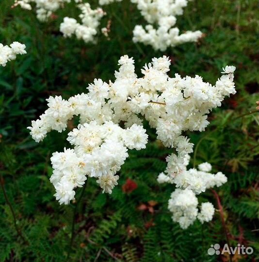 Лабазник Мультиплеск
