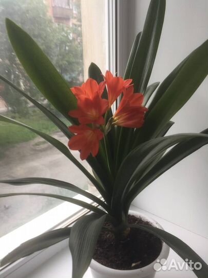 Комнатные цветы