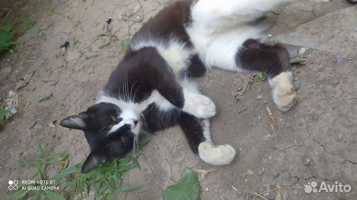 Кот
