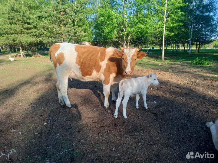 Корова дойная