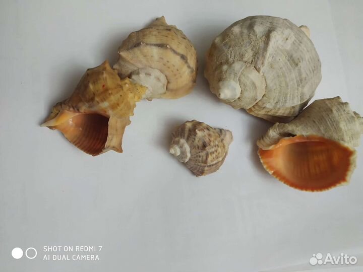 Ракушки. За все