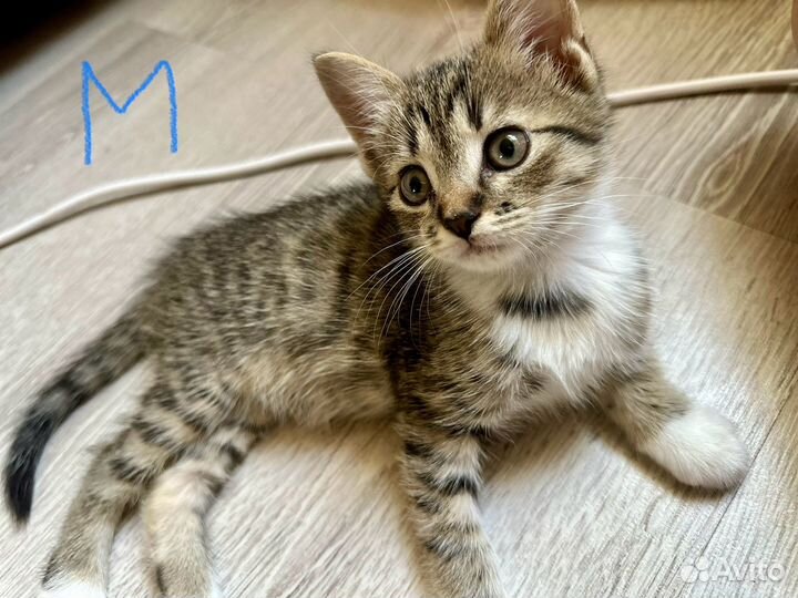 Шотландская