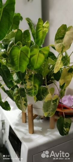 Филодендрон бурле маркс вариегатный