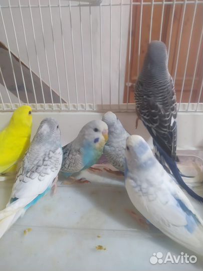 Волнистый попугай