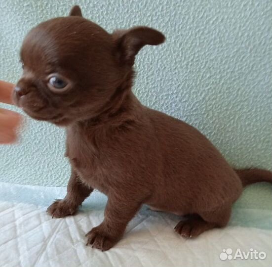 Щенки чихуахуа