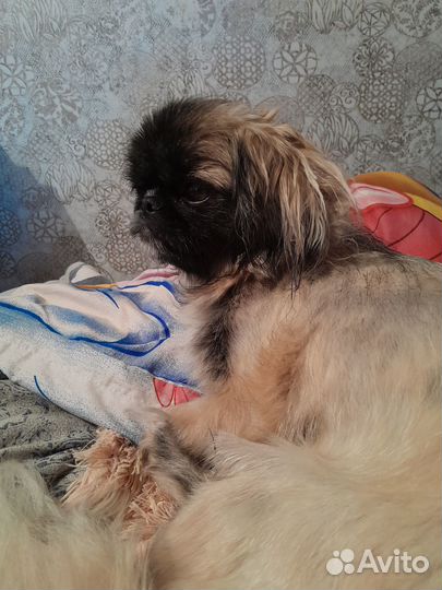 Щенки пекинеса