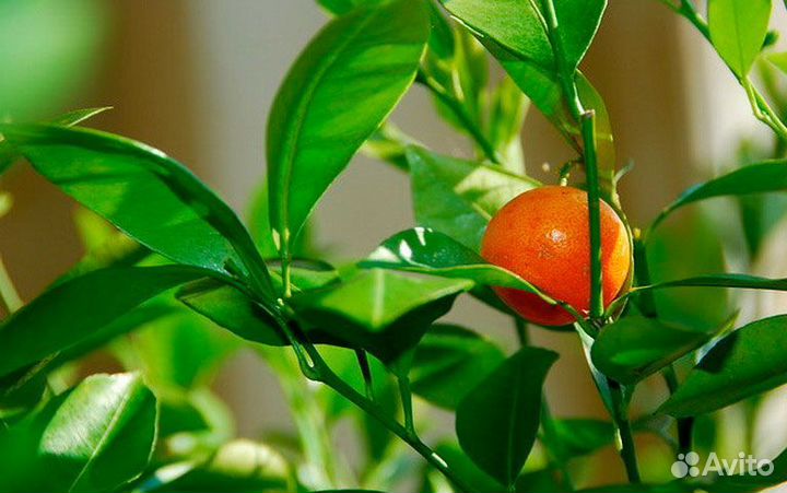 М А Н Д А Р И Н Ы саженцы 3Х летки