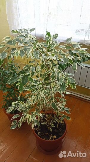 Продам фикус Бенджамина