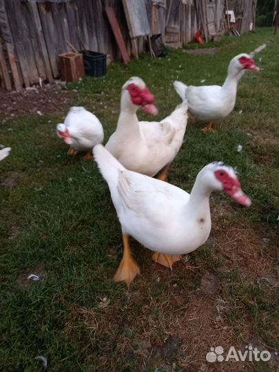 Индоутята от 3-х суток