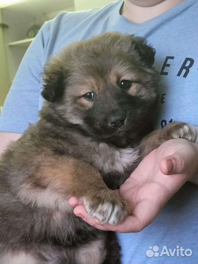 Щенок в добрые руки бесплатно