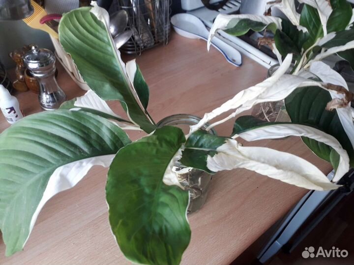 Спатифиллум Пикассо