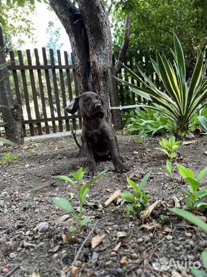 Щенки курцхаара