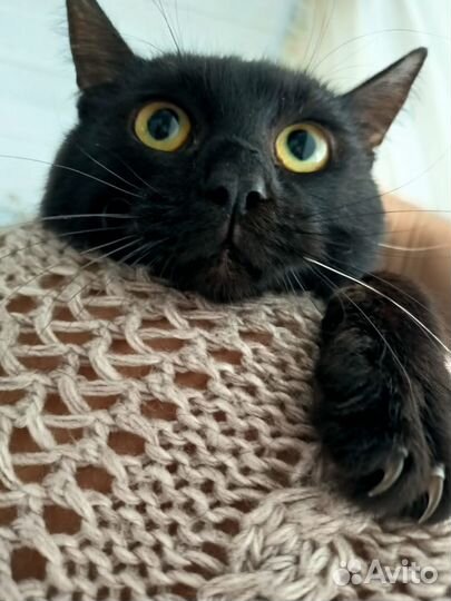 Котик подросток ищет дом