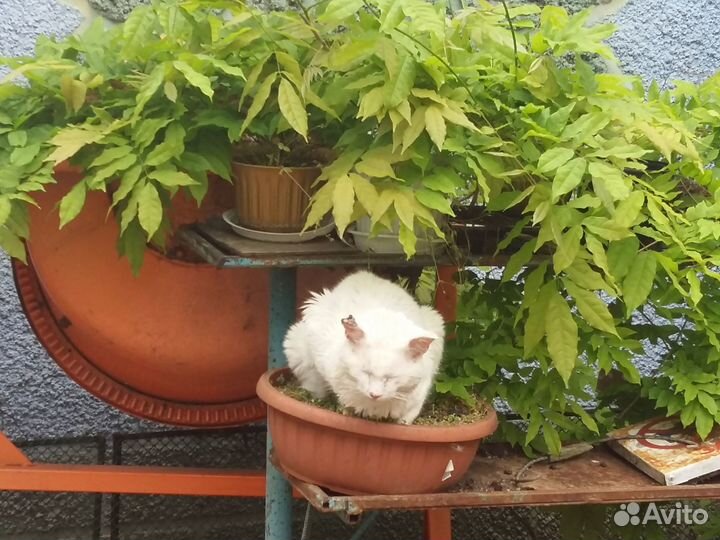 Передержка животных