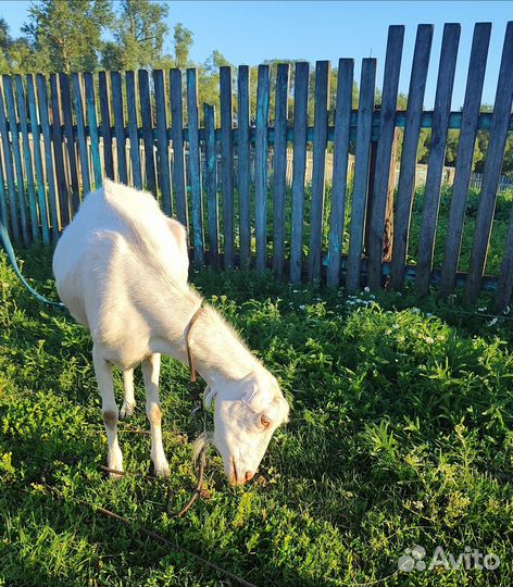 Продается коза