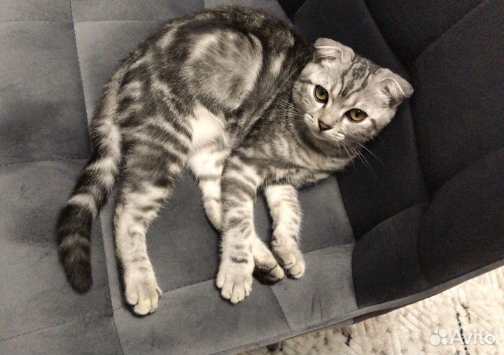 Шотландский вислоухий кот