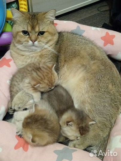 Кошка
