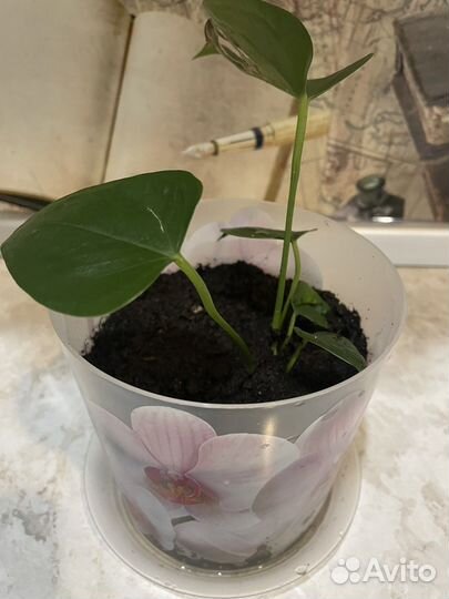 Мужское счастье антуриум розовый