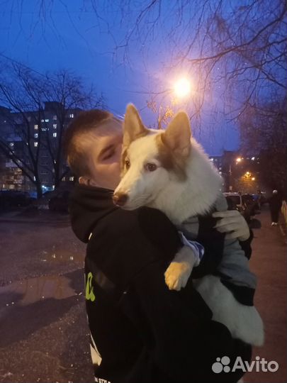 Вязка кобель