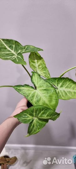 Сингониумы сортовые Часть 1