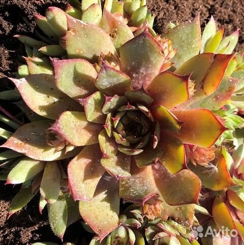 Молодило гибридное Patton Саженцы, Рассада, Саженц