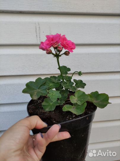 Плющелистная пеларгония