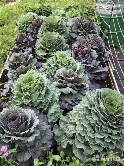 Семена декоративной капусты Осака Микс F1