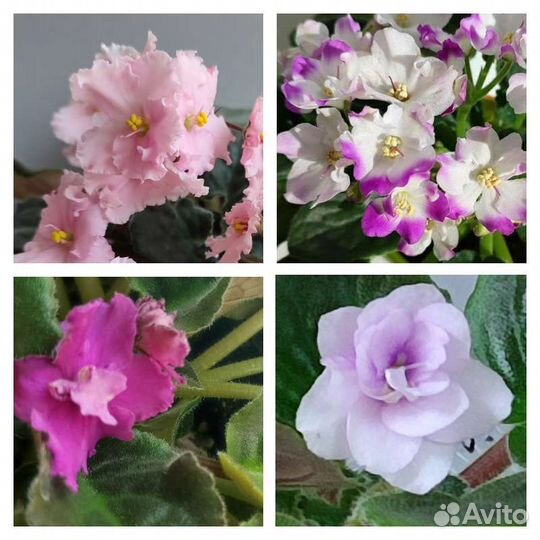 Набор из четырех фиалок