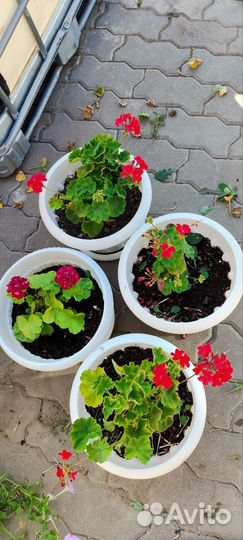 Герань пеларгония