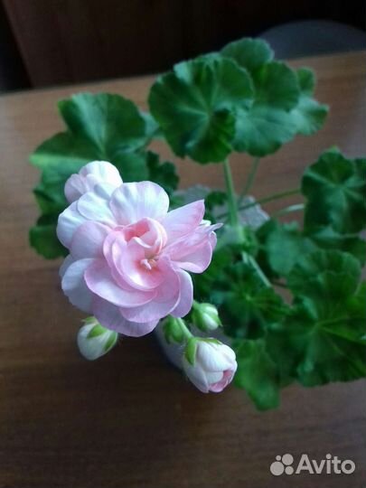 Эустома на срезку, черенки цветущие герани