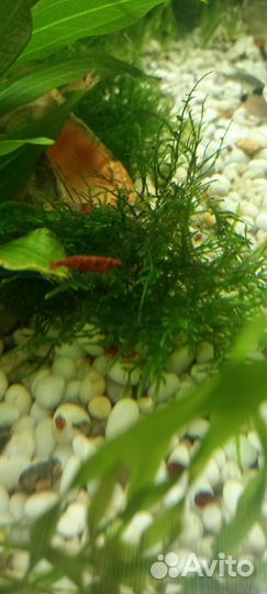 Аквариумное растение