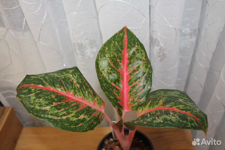 Аглаонема paradise red