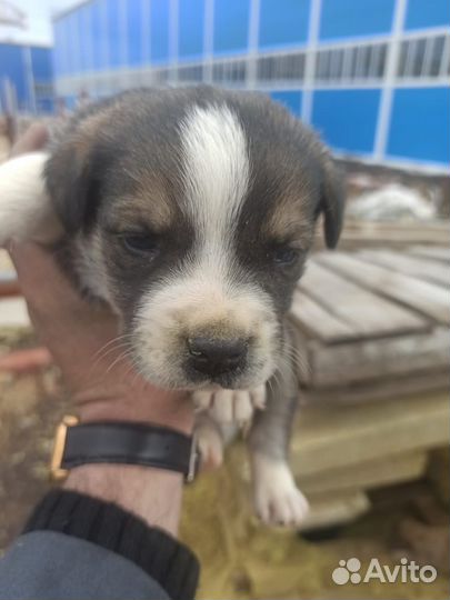 Четыре девочки в добрые руки